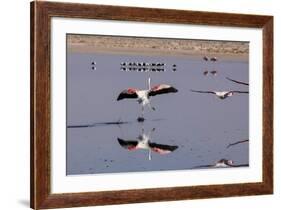 Pink Flamingos from the Andes in the Salar De Atacama, Chile and Bolivia-Françoise Gaujour-Framed Photographic Print