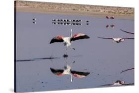 Pink Flamingos from the Andes in the Salar De Atacama, Chile and Bolivia-Françoise Gaujour-Stretched Canvas