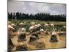 Pink Flamingos Gathering by their Nests-null-Mounted Photographic Print