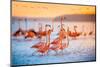 Pink Flamingos in Mexico-Jonathan Ross-Mounted Photographic Print