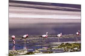 Pink Flamingos in the Salar De Atacama, Chile and Bolivia-Françoise Gaujour-Mounted Premium Photographic Print