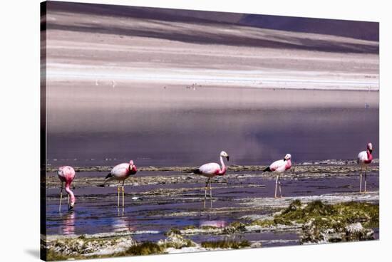 Pink Flamingos in the Salar De Atacama, Chile and Bolivia-Françoise Gaujour-Stretched Canvas