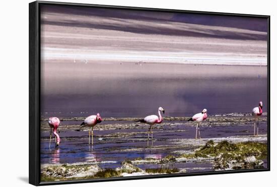 Pink Flamingos in the Salar De Atacama, Chile and Bolivia-Françoise Gaujour-Framed Photographic Print