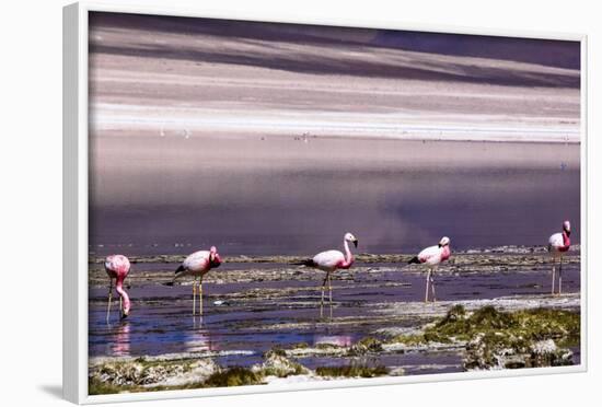 Pink Flamingos in the Salar De Atacama, Chile and Bolivia-Françoise Gaujour-Framed Photographic Print