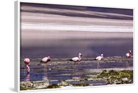 Pink Flamingos in the Salar De Atacama, Chile and Bolivia-Françoise Gaujour-Framed Photographic Print