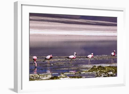 Pink Flamingos in the Salar De Atacama, Chile and Bolivia-Françoise Gaujour-Framed Photographic Print