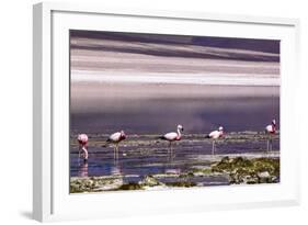 Pink Flamingos in the Salar De Atacama, Chile and Bolivia-Françoise Gaujour-Framed Photographic Print