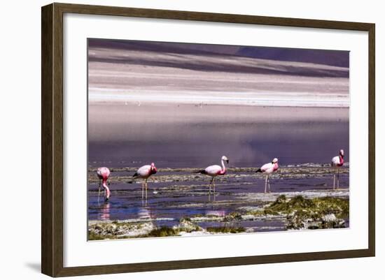 Pink Flamingos in the Salar De Atacama, Chile and Bolivia-Françoise Gaujour-Framed Photographic Print