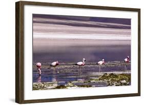 Pink Flamingos in the Salar De Atacama, Chile and Bolivia-Françoise Gaujour-Framed Photographic Print