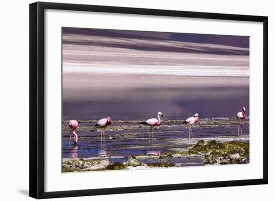 Pink Flamingos in the Salar De Atacama, Chile and Bolivia-Françoise Gaujour-Framed Photographic Print