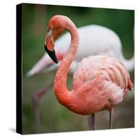 Pink Flamingos-l i g h t p o e t-Stretched Canvas