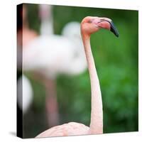 Pink Flamingos-l i g h t p o e t-Stretched Canvas