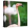 Pink Flamingos-l i g h t p o e t-Stretched Canvas