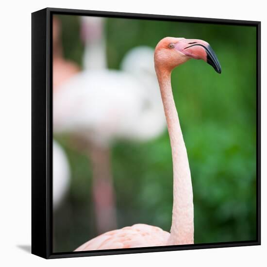 Pink Flamingos-l i g h t p o e t-Framed Stretched Canvas