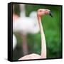 Pink Flamingos-l i g h t p o e t-Framed Stretched Canvas