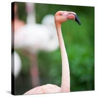 Pink Flamingos-l i g h t p o e t-Stretched Canvas