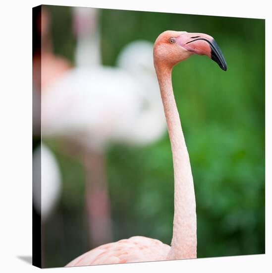 Pink Flamingos-l i g h t p o e t-Stretched Canvas