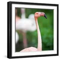 Pink Flamingos-l i g h t p o e t-Framed Photographic Print