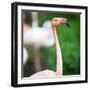 Pink Flamingos-l i g h t p o e t-Framed Photographic Print