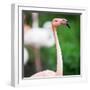 Pink Flamingos-l i g h t p o e t-Framed Photographic Print