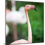 Pink Flamingos-l i g h t p o e t-Mounted Photographic Print