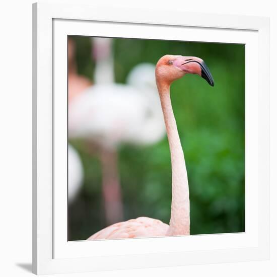 Pink Flamingos-l i g h t p o e t-Framed Photographic Print