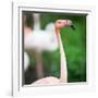 Pink Flamingos-l i g h t p o e t-Framed Photographic Print