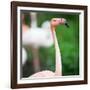 Pink Flamingos-l i g h t p o e t-Framed Photographic Print