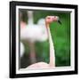 Pink Flamingos-l i g h t p o e t-Framed Photographic Print