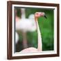 Pink Flamingos-l i g h t p o e t-Framed Photographic Print