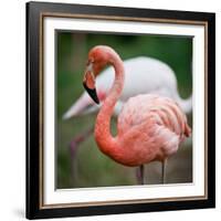 Pink Flamingos-l i g h t p o e t-Framed Photographic Print