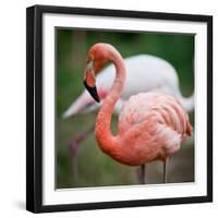 Pink Flamingos-l i g h t p o e t-Framed Photographic Print