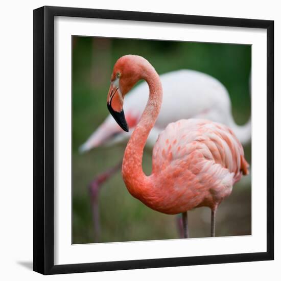 Pink Flamingos-l i g h t p o e t-Framed Photographic Print