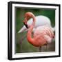 Pink Flamingos-l i g h t p o e t-Framed Photographic Print