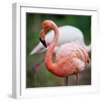 Pink Flamingos-l i g h t p o e t-Framed Photographic Print