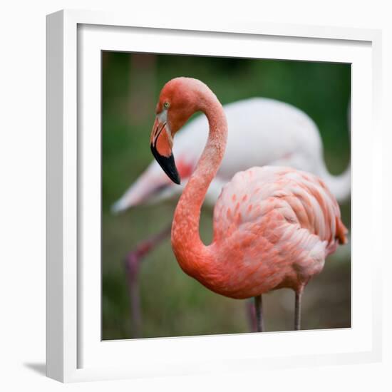 Pink Flamingos-l i g h t p o e t-Framed Photographic Print