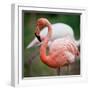 Pink Flamingos-l i g h t p o e t-Framed Photographic Print