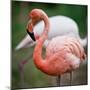 Pink Flamingos-l i g h t p o e t-Mounted Photographic Print