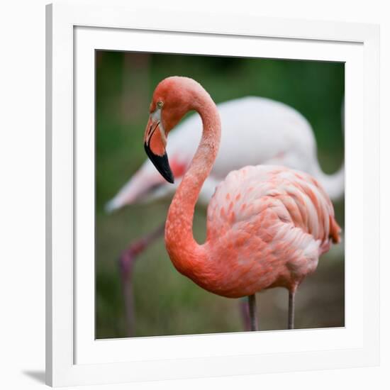 Pink Flamingos-l i g h t p o e t-Framed Photographic Print