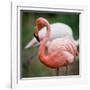 Pink Flamingos-l i g h t p o e t-Framed Photographic Print