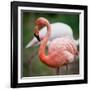 Pink Flamingos-l i g h t p o e t-Framed Photographic Print