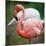 Pink Flamingos-l i g h t p o e t-Mounted Photographic Print