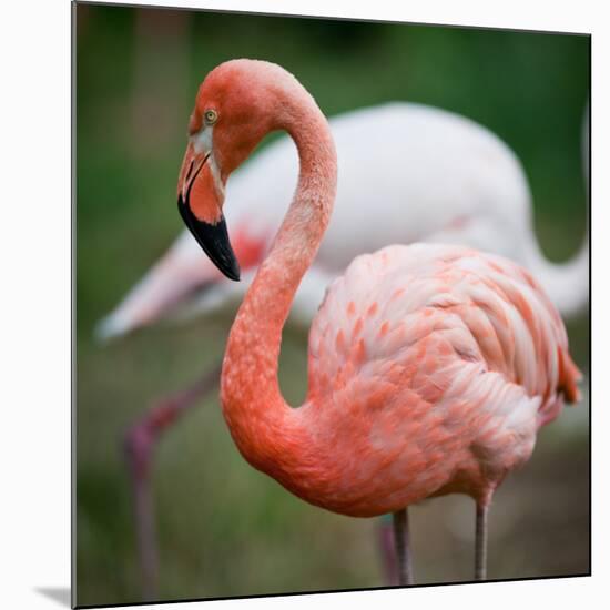Pink Flamingos-l i g h t p o e t-Mounted Photographic Print