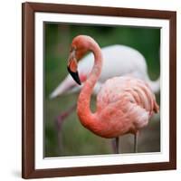Pink Flamingos-l i g h t p o e t-Framed Photographic Print