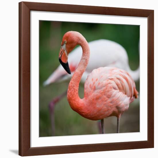Pink Flamingos-l i g h t p o e t-Framed Photographic Print