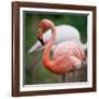 Pink Flamingos-l i g h t p o e t-Framed Photographic Print