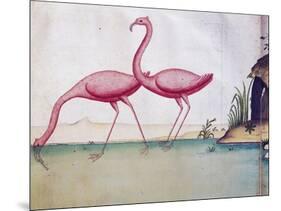 Pink Flamingos-null-Mounted Giclee Print