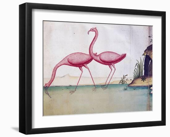 Pink Flamingos-null-Framed Giclee Print