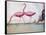 Pink Flamingos-null-Framed Stretched Canvas