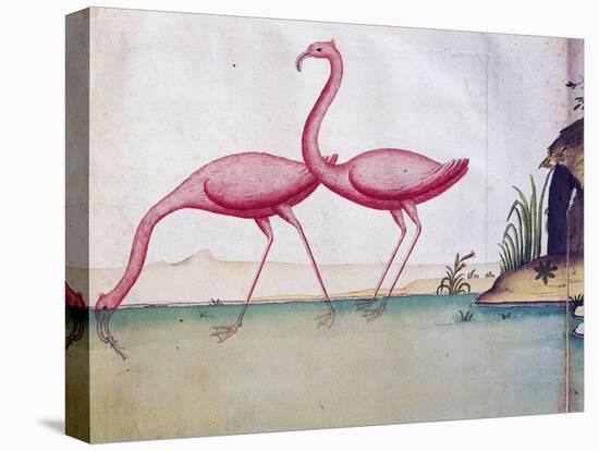 Pink Flamingos-null-Stretched Canvas